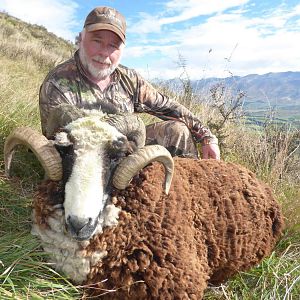 Hunting Arapawa Ram in New Zealand