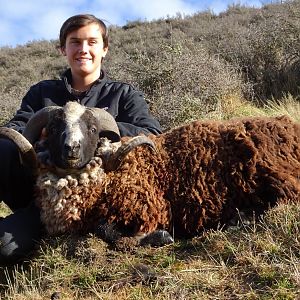 Arapawa Ram Hunting New Zealand