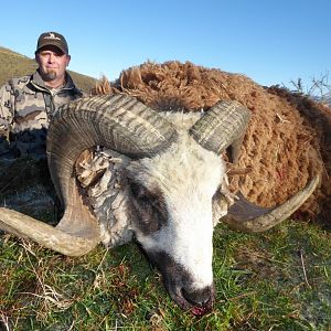 Hunt Arapawa Ram New Zealand