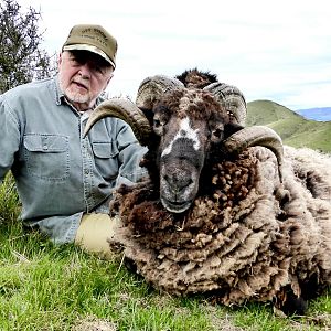 New Zealand Hunting Arapawa Ram