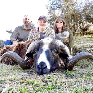 New Zealand Hunt Arapawa Ram