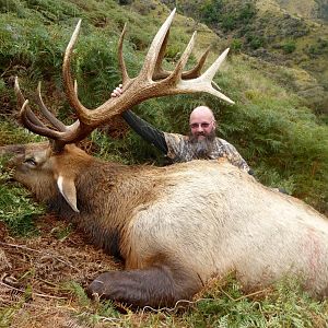 Elk Hunt New Zealand