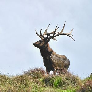 New Zealand Elk (Wapiti)