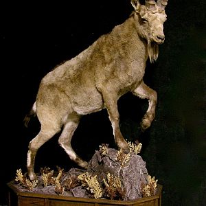 Mid Asian Ibex Full Mount Custom made Amish Base Taxidermy