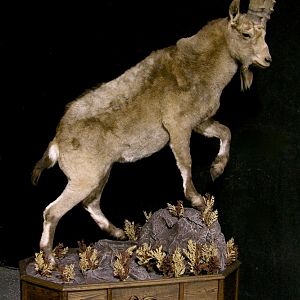 Mid Asian Ibex Full Mount Custom made Amish Base Taxidermy