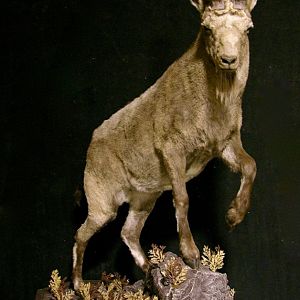 Mid Asian Ibex Full Mount Custom made Amish Base Taxidermy