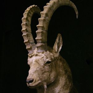 Mid Asian Ibex Full Mount Custom made Amish Base Taxidermy