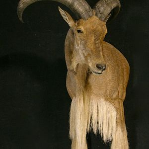 Aoudad Shoulder Mount Taxidermy