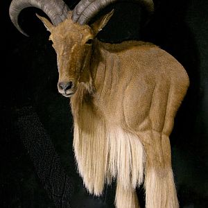 Aoudad Shoulder Mount Taxidermy