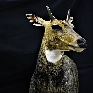 Nilgai Shoulder Mount Taxidermy