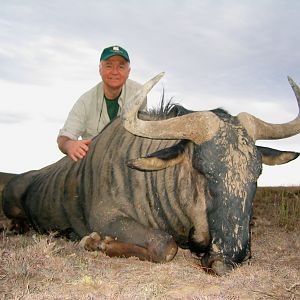 South Africa Hunting Blue Wildebeest