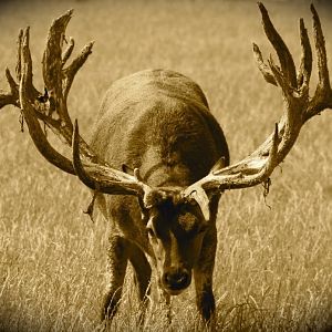 450" Inch Red Stag in New Zealand