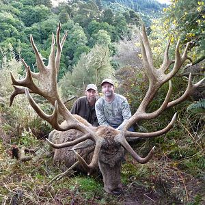 New Zealand Hunting Red Stag