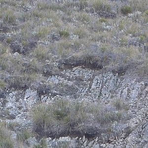 Chamois Hunting in New Zealand without a Helicopter