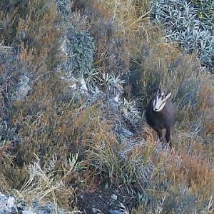 Alpine Chamois