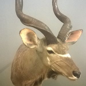 Kudu Shoulder Mount Taxidermy