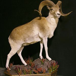 Kyrgyzstan Marco Polo Full Taxidermy Mount