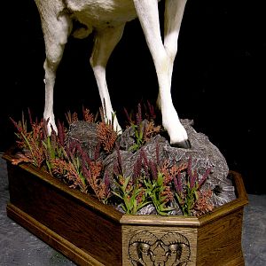 Kyrgyzstan Marco Polo Full Taxidermy Mount