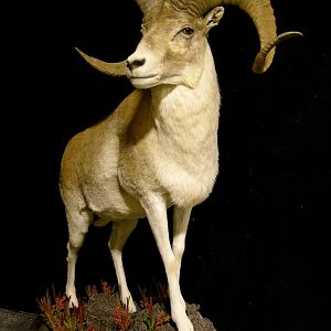 Kyrgyzstan Marco Polo Full Taxidermy Mount