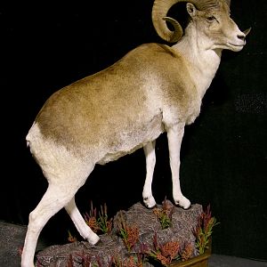 Kyrgyzstan Marco Polo Full Taxidermy Mount