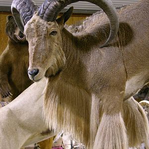 35" Aoudad Ram Full Mount Taxidermy