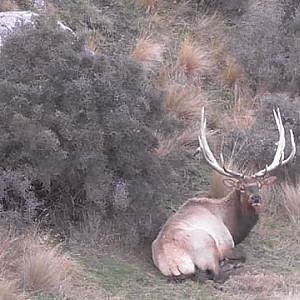 New Zealand Elk (Wapiti)