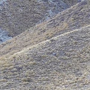 Arapawa Ram Sheep Hunting New Zealand