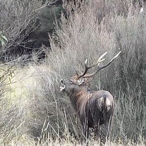 Sika Deer