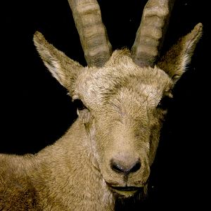 Mid-Asian Ibex Pedestal Mount Taxidermy