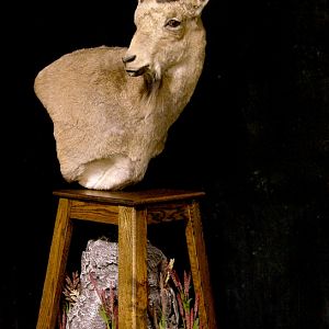 Mid-Asian Ibex Pedestal Mount Taxidermy