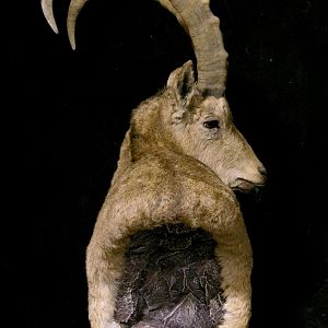 Mid-Asian Ibex Pedestal Mount Taxidermy