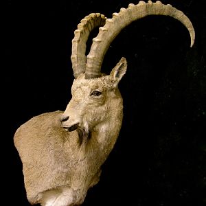 Mid-Asian Ibex Pedestal Mount Taxidermy