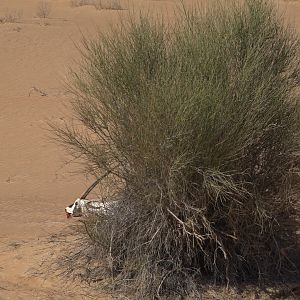 Arabian Oryx Bow Hunting United Arab Emirates