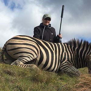 Hunt Burchell's Plain Zebra in South Africa