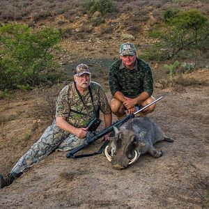 Warthog Hunting South Africa