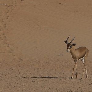 Mountain Gazelle United Arab Emirates