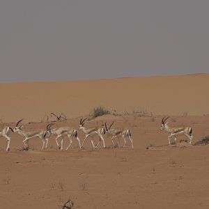 Sand Gazelle United Arab Emirates