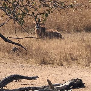 Roan Antelope in Zambia