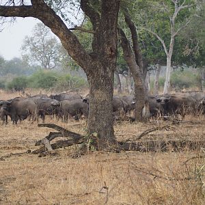 Zambia hunt - Sept 2018