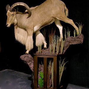 Huge Aoudad Life-size Taxidermy Full Mount