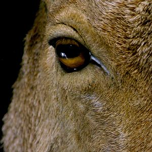 Huge Aoudad Life-size Taxidermy Full Mount