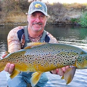 Brown Trout Fly Fishing New Zealand