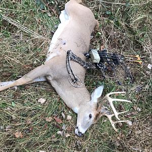 Whitetail buck northern VA