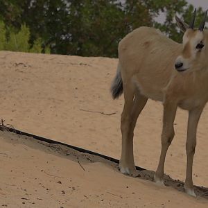 Arabian Oryx Youngster United Arab Emirates