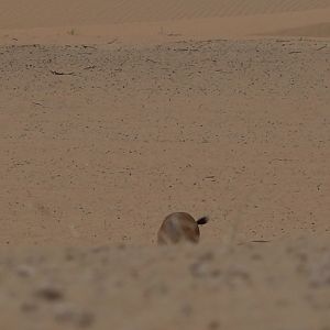 Glimpse of Mountain Gazelle United Arab Emirates