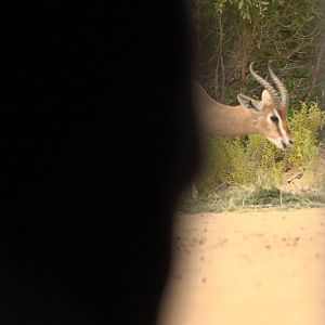 View of Mountain Gazelle from blind United Arab Emirates