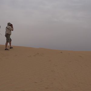 Tracking Mountain Gazelle United Arab Emirates