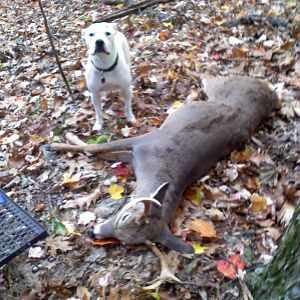 Whitetail buck MD