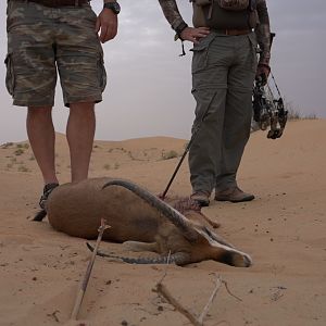 United Arab Emirates Bow Hunt Mountain Gazelle