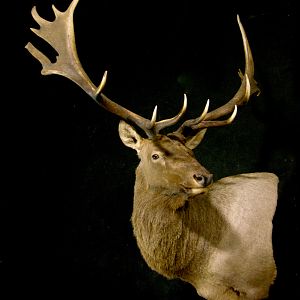 Tian Shan Wapiti / Asian Elk shoulder Mount Pedestal Taxidermy